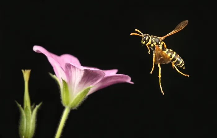 Framed Print : Eastern Yellow Jacket Wasp in Flight Framed Print : Eastern Yellow Jacket Wasp in Flight