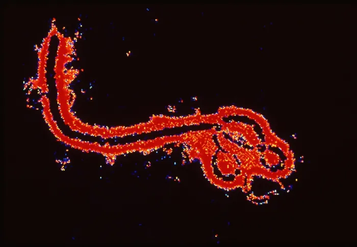 Framed Print : Ebola virus Framed Print : Ebola virus