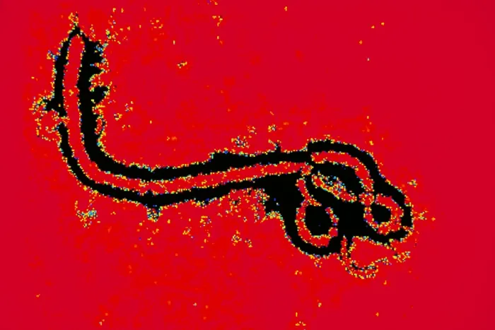 Framed Print : Ebola virus Framed Print : Ebola virus