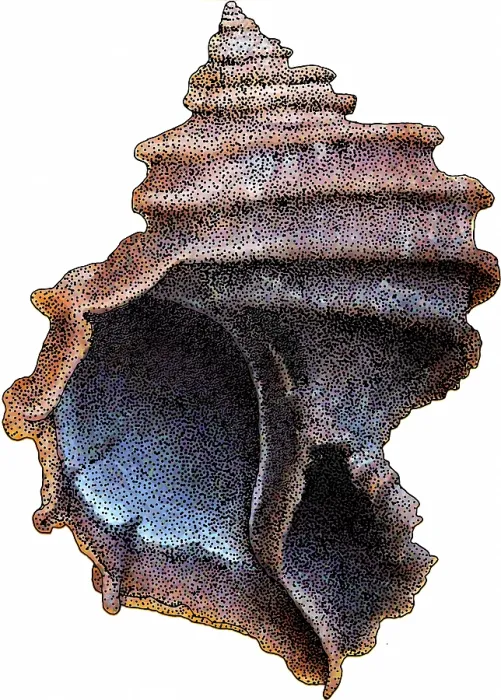 Framed Print : Ecphora Gardnerae Framed Print : Ecphora Gardnerae