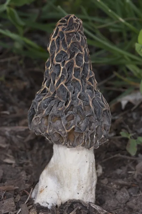 Framed Print : Edible Morel Fungus Mushroom