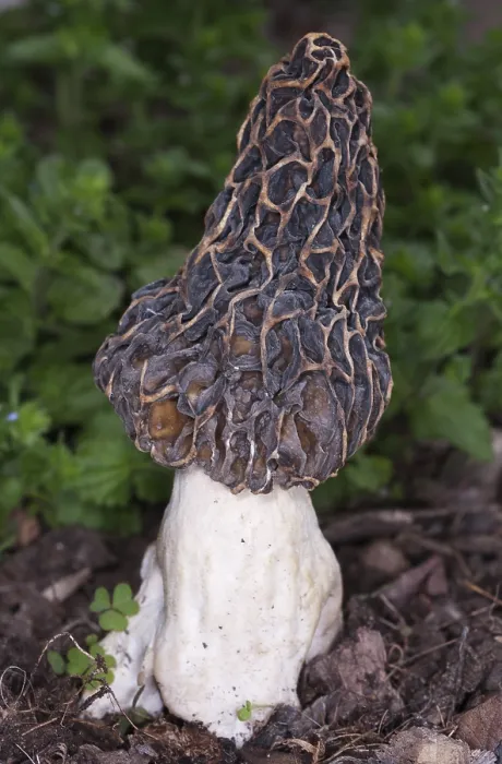 Framed Print : Edible Morel Fungus Mushroom