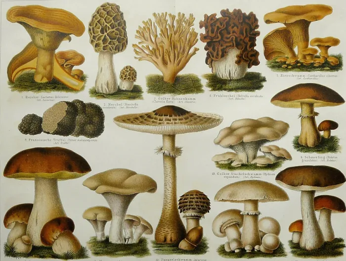 Framed Print : Edible Mushrooms