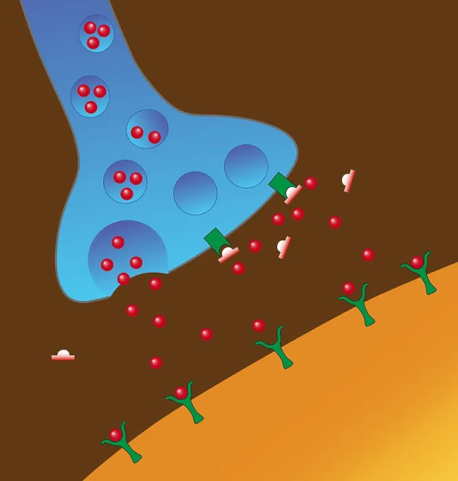 Framed Print : Effect of Heroin on Neurons