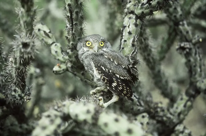 Framed Print : Elf Owl (Micrathene whitneyi). Saguaro National Monument, Arizona Framed Print : Elf Owl (Micrathene whitneyi). Saguaro National Monument, Arizona