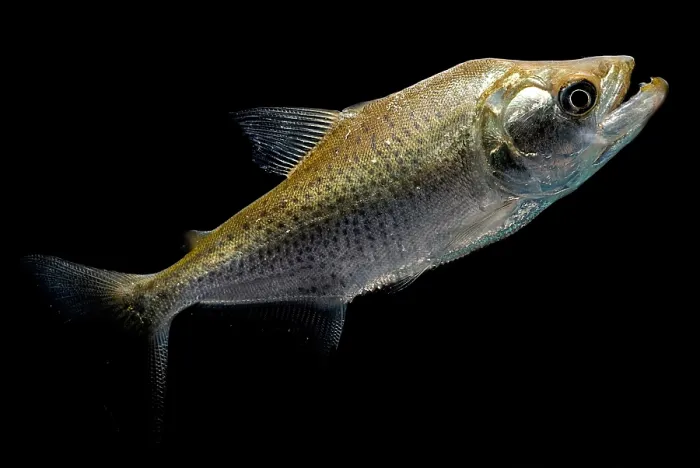 Framed Print : Elongate Piranha