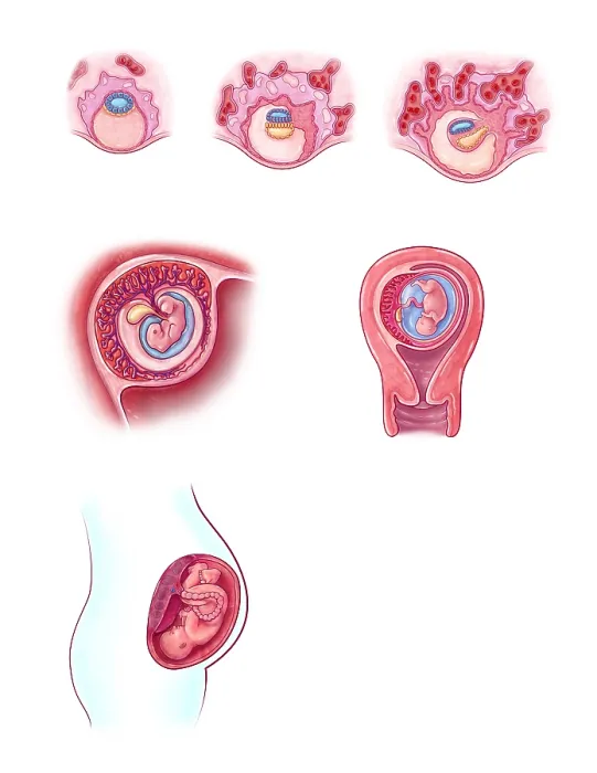 Framed Print : Embryonic Development, illustration Framed Print : Embryonic Development, illustration
