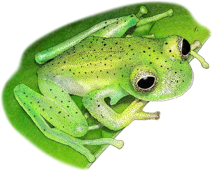 Framed Print : Emerald Glass Frog Framed Print : Emerald Glass Frog