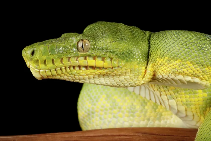 Framed Print : Emerald Tree Boa (Corallus caninus) Framed Print : Emerald Tree Boa (Corallus caninus)