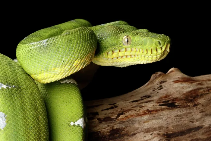 Framed Print : Emerald Tree Boa (Corallus caninus) Framed Print : Emerald Tree Boa (Corallus caninus)