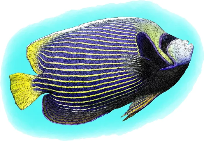 Framed Print : Emperor Angelfish, P. imperator, Illustration Framed Print : Emperor Angelfish, P. imperator, Illustration