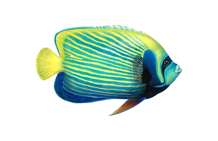 Framed Print : Emperor Angelfish (Pomacanthus imperator) Framed Print : Emperor Angelfish (Pomacanthus imperator)