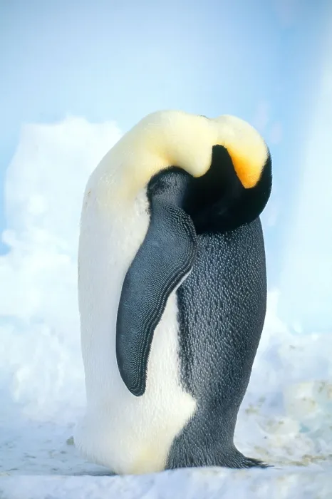 Framed Print : Emperor Penguin Framed Print : Emperor Penguin