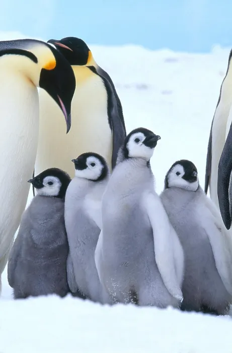 Framed Print : Emperor Penguin adults and chicks Framed Print : Emperor Penguin adults and chicks