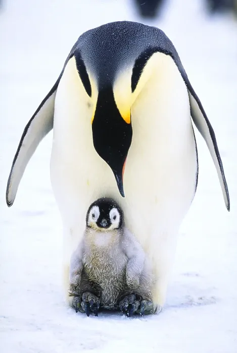 Framed Print : Emperor penguin and chick Framed Print : Emperor penguin and chick