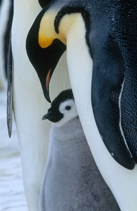 Framed Print : Emperor Penguin chick with adult Framed Print : Emperor Penguin chick with adult