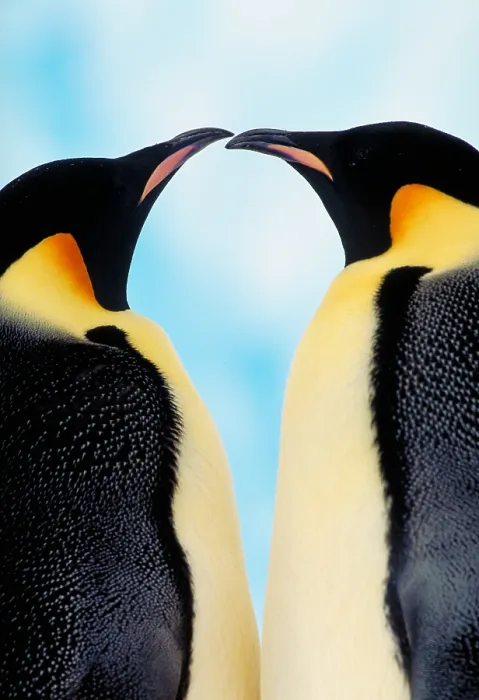 Framed Print : Emperor penguins Framed Print : Emperor penguins