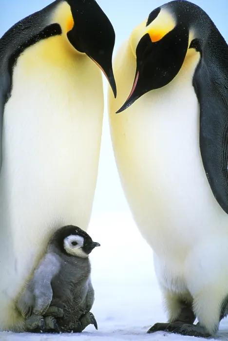 Framed Print : Emperor penguins Framed Print : Emperor penguins