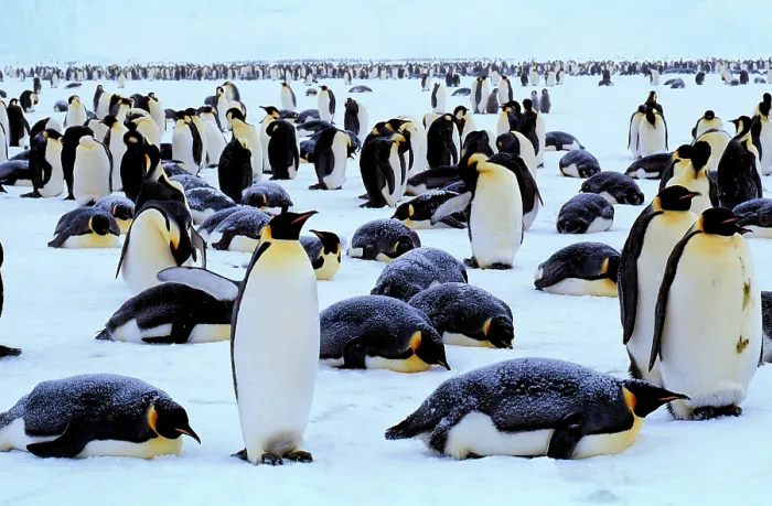 Framed Print : Emperor Penguins Framed Print : Emperor Penguins