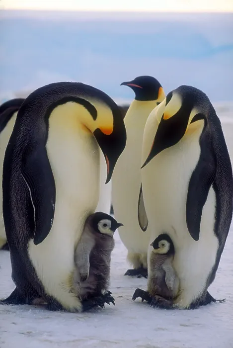 Framed Print : Emperor penguins with their chicks Framed Print : Emperor penguins with their chicks