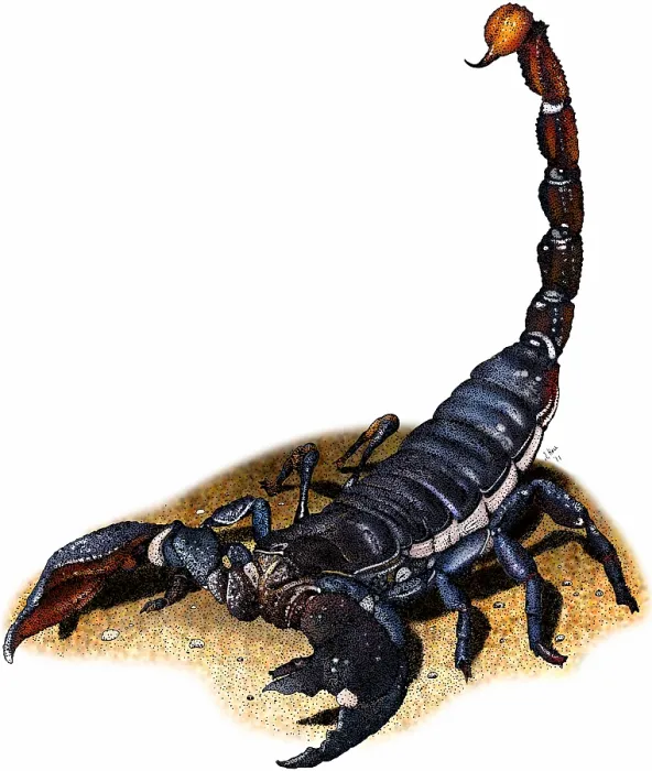 Framed Print : Emperor scorpion