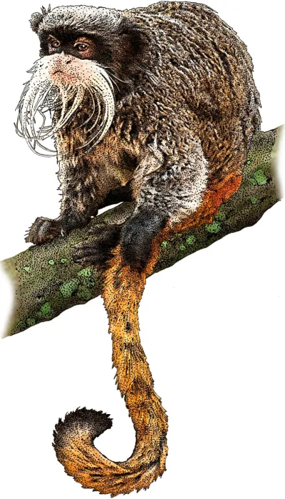 Framed Print : Emperor tamarin