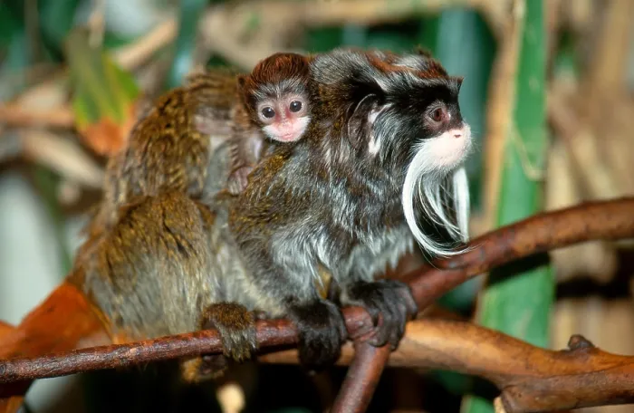 Framed Print : Emperor Tamarin with Young Framed Print : Emperor Tamarin with Young