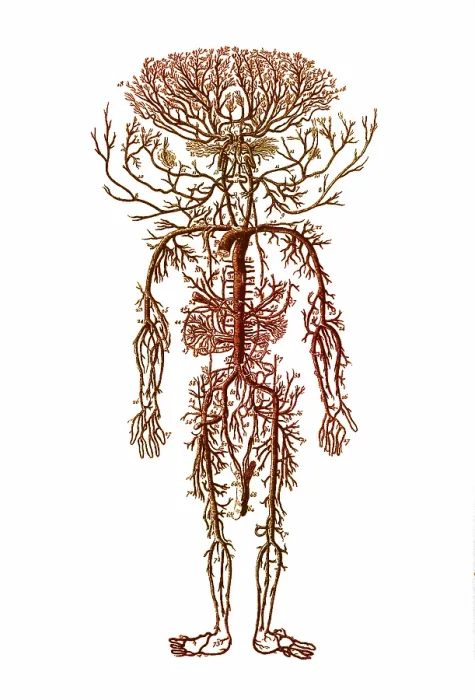 Framed Print : Encyclopedie, Human Arterial System Framed Print : Encyclopedie, Human Arterial System