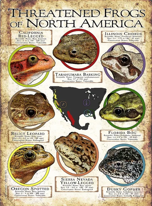 Framed Print : Endangered Frogs of North America Framed Print : Endangered Frogs of North America