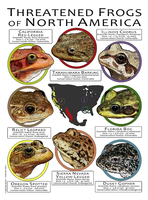 Framed Print : Endangered Frogs of North America Framed Print : Endangered Frogs of North America