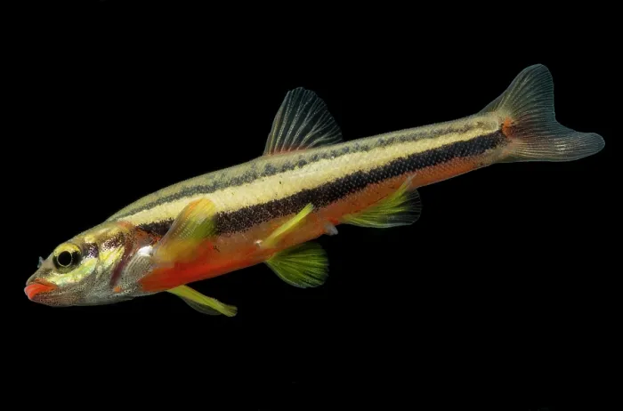 Framed Print : Endangered Laurel Dace