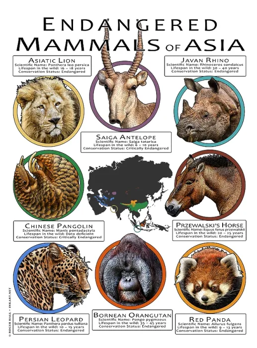 Framed Print : Endangered Mammals of Asia Framed Print : Endangered Mammals of Asia