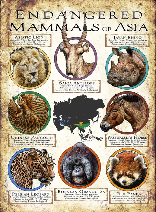 Framed Print : Endangered Mammals of Asia Framed Print : Endangered Mammals of Asia