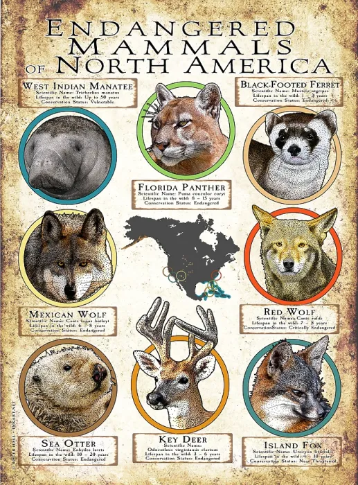 Framed Print : Endangered Mammals of North America Framed Print : Endangered Mammals of North America