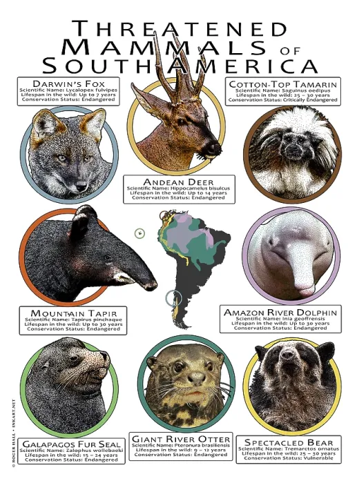 Framed Print : Endangered Mammals of South America Framed Print : Endangered Mammals of South America