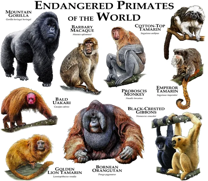 Framed Print : Endangered Primates of the World Framed Print : Endangered Primates of the World