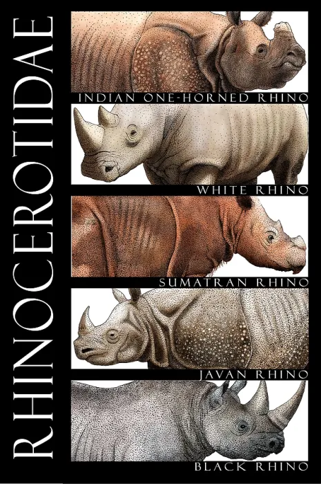 Framed Print : Endangered Rhinoceros of the World Framed Print : Endangered Rhinoceros of the World