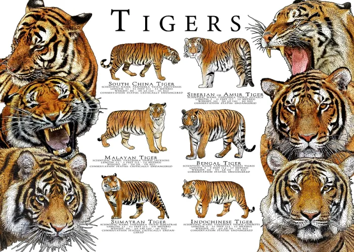 Framed Print : Endangered Tigers of Asia Framed Print : Endangered Tigers of Asia