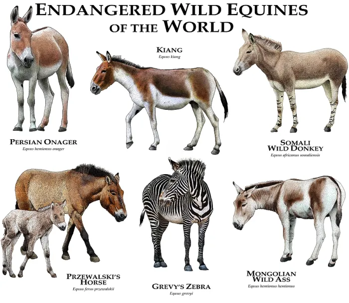 Framed Print : Endangered Wild Equines of the World