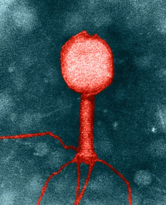 Framed Print : Enterobacteria phage T2, TEM Framed Print : Enterobacteria phage T2, TEM