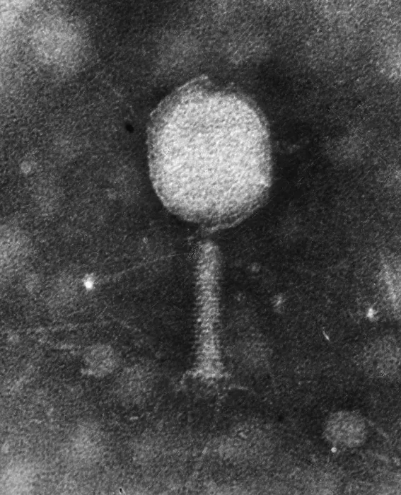 Framed Print : Enterobacteria phage T2, TEM Framed Print : Enterobacteria phage T2, TEM