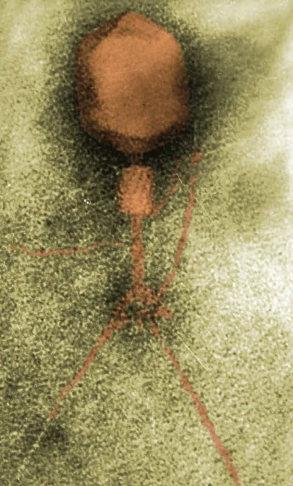Framed Print : Enterobacteria Phage T4, Capsid and Tail, TEM Framed Print : Enterobacteria Phage T4, Capsid and Tail, TEM