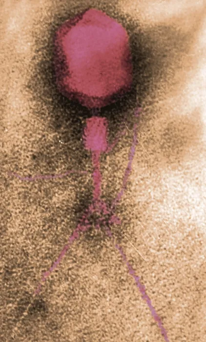 Framed Print : Enterobacteria Phage T4, Capsid and Tail, TEM Framed Print : Enterobacteria Phage T4, Capsid and Tail, TEM
