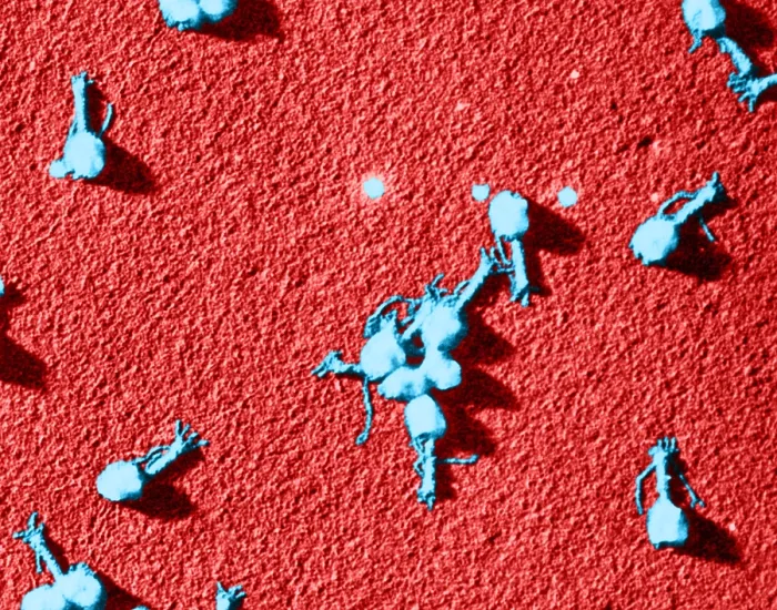 Framed Print : Enterobacteria Phage T4, TEM Framed Print : Enterobacteria Phage T4, TEM