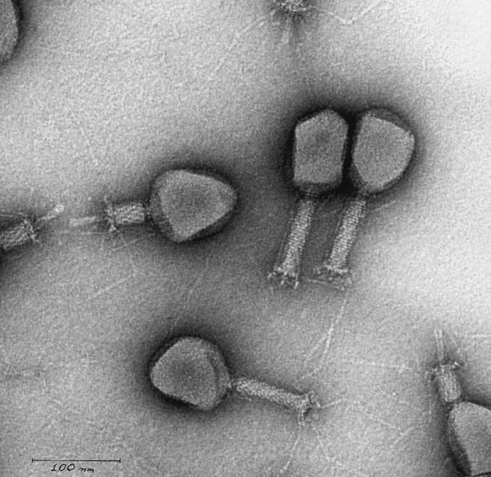 Framed Print : Enterobacteria Phage T4, TEM Framed Print : Enterobacteria Phage T4, TEM