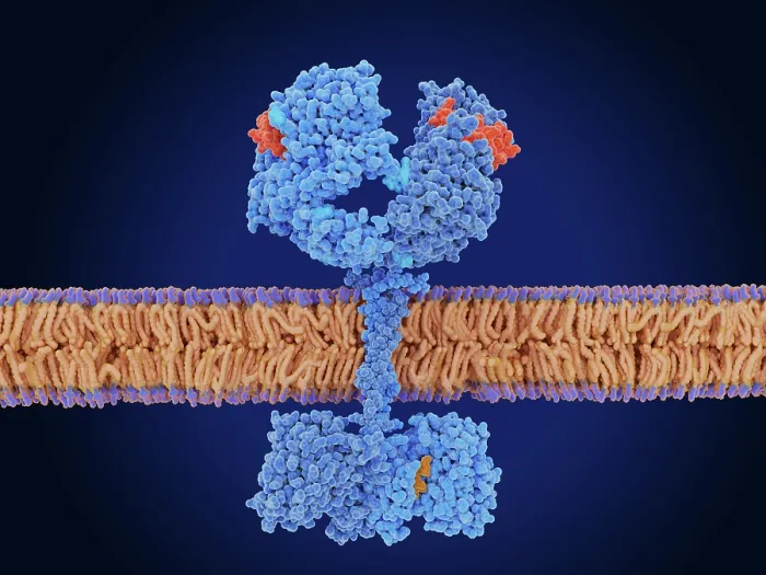 Framed Print : The epidermal growth factor receptor activated by EGF Framed Print : The epidermal growth factor receptor activated by EGF