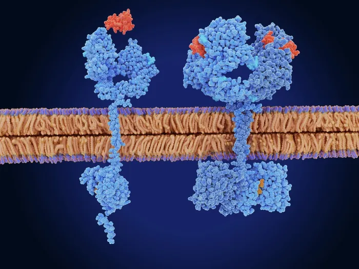 Framed Print : The epidermal growth factor receptor in the inactive and active form