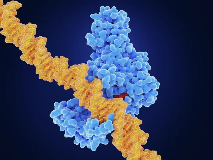 Framed Print : Epigenetics: DNA methyl transferase I (DMNT1) methylates DNA Framed Print : Epigenetics: DNA methyl transferase I (DMNT1) methylates DNA