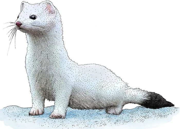 Framed Print : Ermine. Illustration of an Ermine or Stoat (Mustela erminea) Framed Print : Ermine. Illustration of an Ermine or Stoat (Mustela erminea)