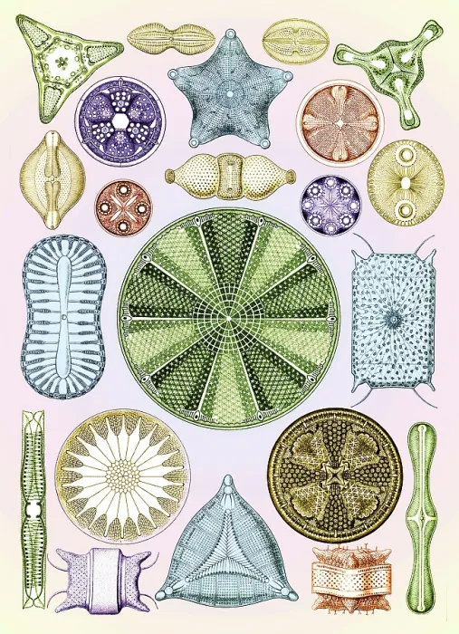 Framed Print : Ernst Haeckel, Diatoms, Microalgae Framed Print : Ernst Haeckel, Diatoms, Microalgae